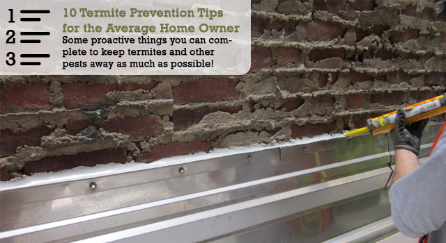 10 Termite Prevention Tips for the Average Homeowner