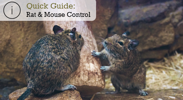Quick Guide: Rat and Mouse Control