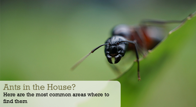 Ants in the house? Here are the most common areas where to find them