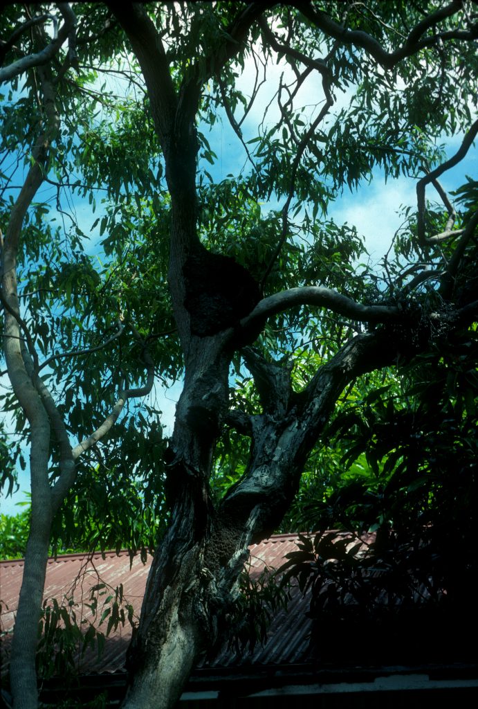 coneheadtermitetreenest — GC Termite Control Articles