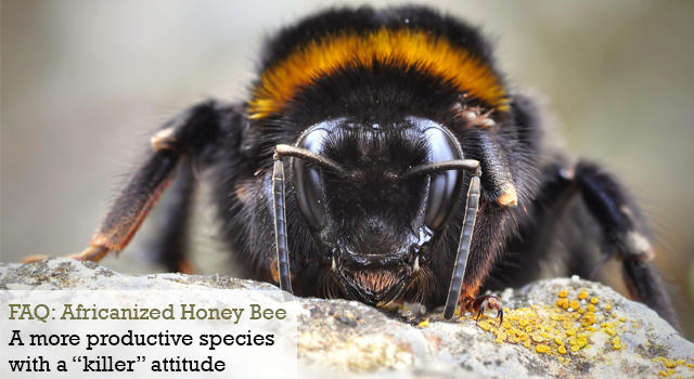 FAQ: Africanized Honey Bee