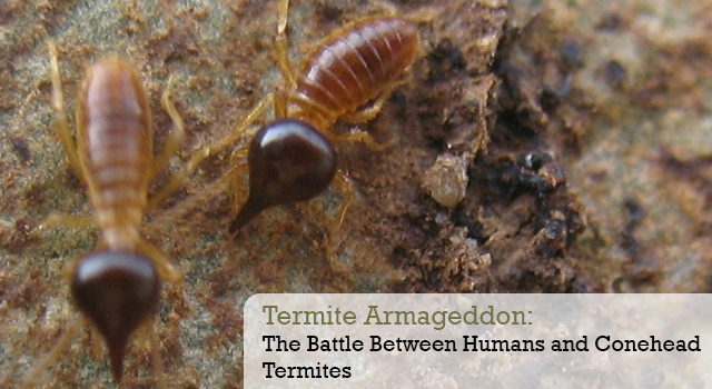 Termite Armageddon: The Battle Between Humans and Conehead Termites