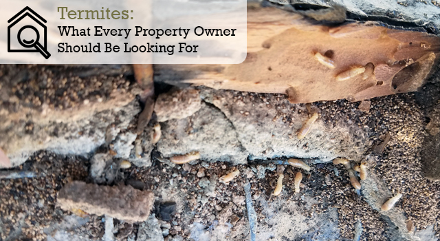 Termites: What Every Property Owner Should Be Looking For