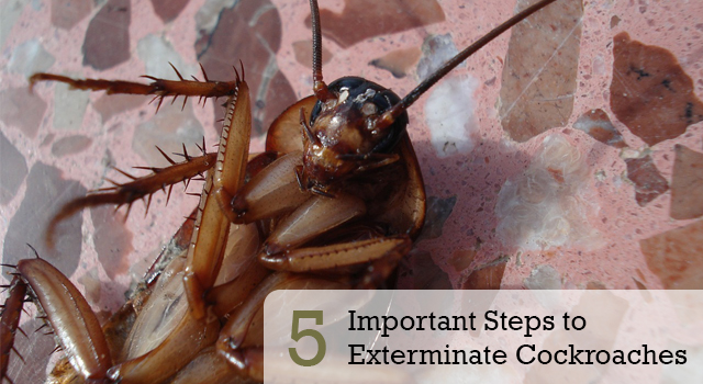 5 Important Steps to Exterminate Cockroaches