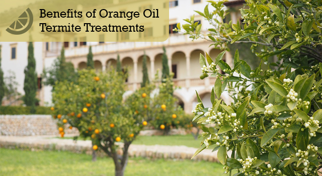 Benefits of Orange Oil Termite Treatments