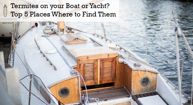 Termites on your Boat or Yacht? Top 5 Places Where to Find Them
