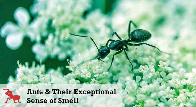 Ants & Their Exceptional Sense of Smell