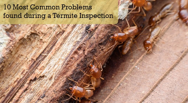 10 Problemas Comunmente Encontrados Durante una Inspección de Termitas
