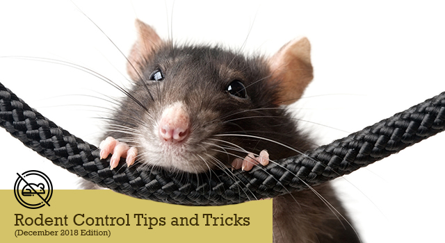 Rodent Control, Trapping and Exclusion Tips and Tricks (December 2018 Edition)