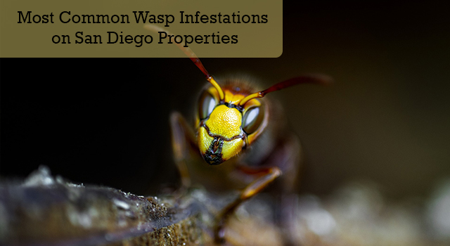 Most Common Wasp Infestations on San Diego Properties