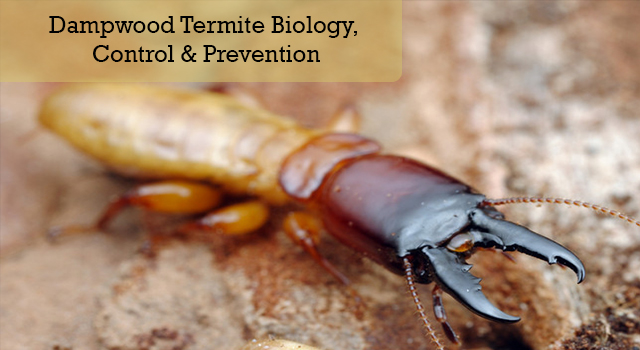 Dampwood Termite Biology, Control & Prevention