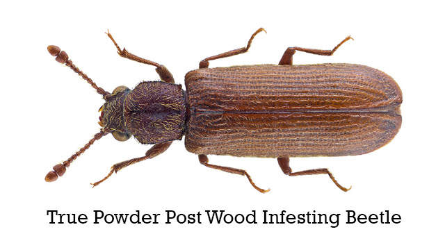 True Powder Post Wood Infesting Beetles