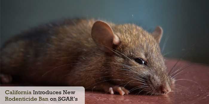 California Introduces New Rodenticide Ban on SGAR’s