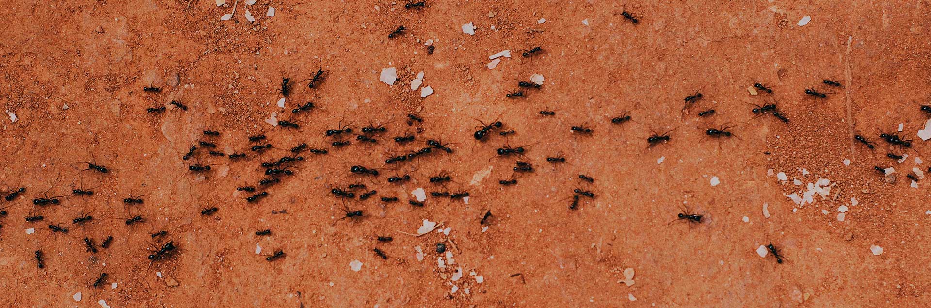 Ant Infestation Control Methods: Gel vs Spray