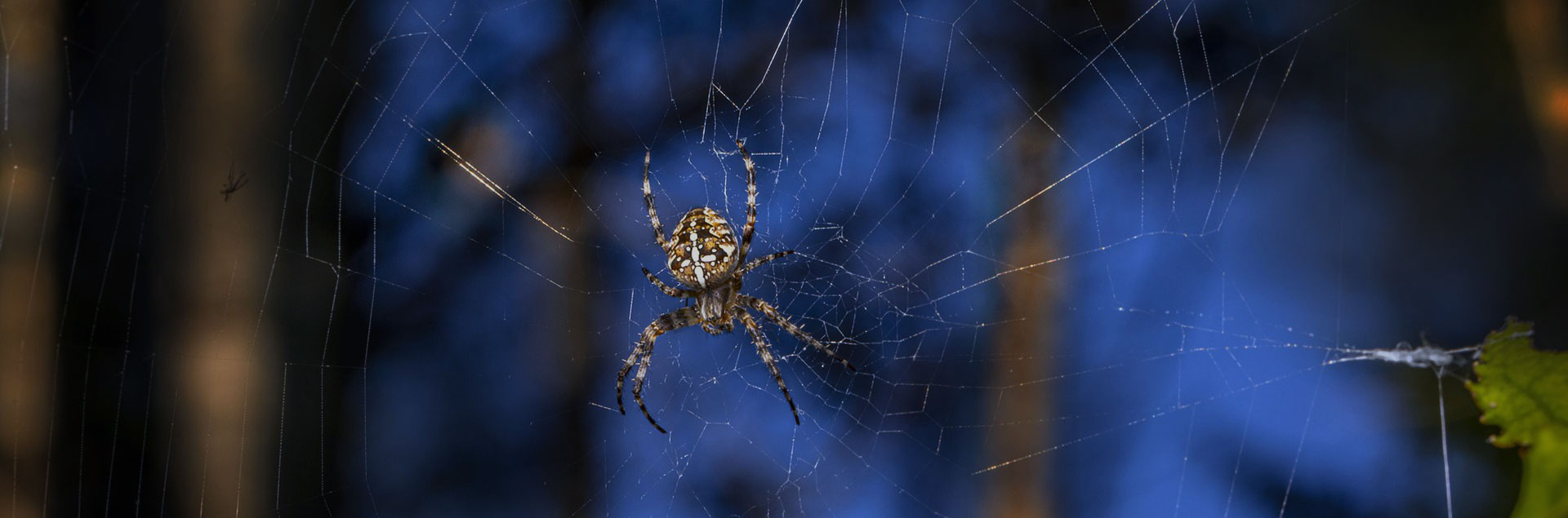 Spider Webs and Benefits of Using Spider Silk