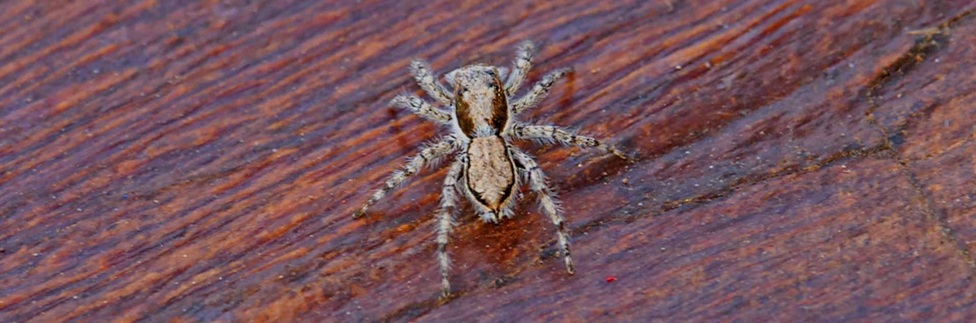 Dealing with Gray Wall Jumper Spiders in San Diego – Expert Tips