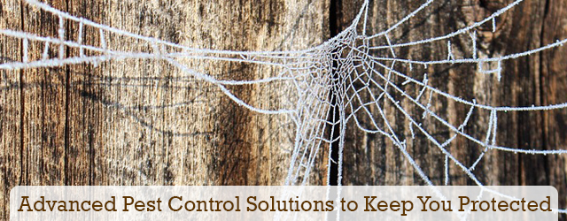Advanced pest control solutions to keep you protected from GC Termite Control