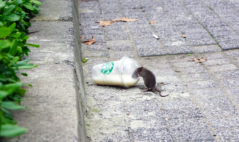 Mouse drinking Starbucks