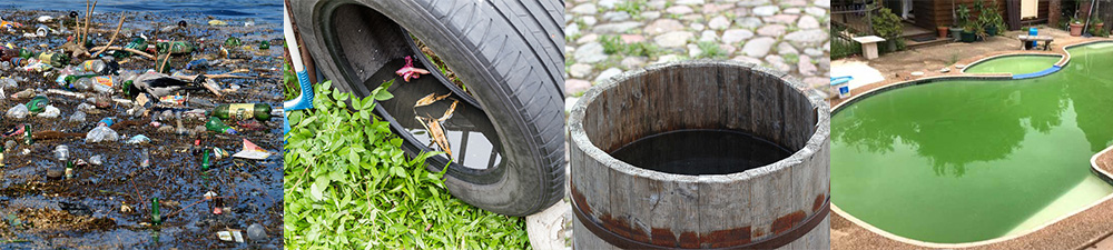 Common backyard mosquito breeding sites in San Diego, including saucers, buckets, and clogged gutters