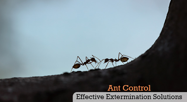 Ant Control and Extermination Services in San Diego