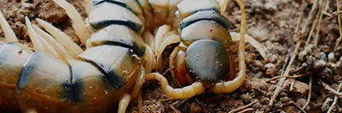 Centipede Integrated Pest Management (IPM) Plan