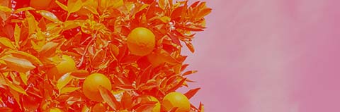 Ripe oranges growing on a citrus tree
