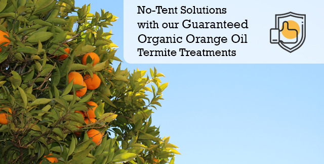Guaranteed Organic Orange Oil Treatment Solutions by GC Termite Control