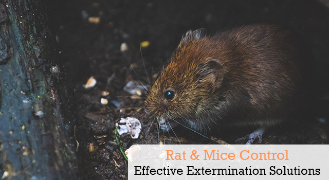 Rat and Mice Control and Extermination Services in San Diego