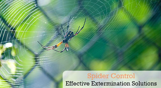 Ant Control and Extermination Services in San Diego